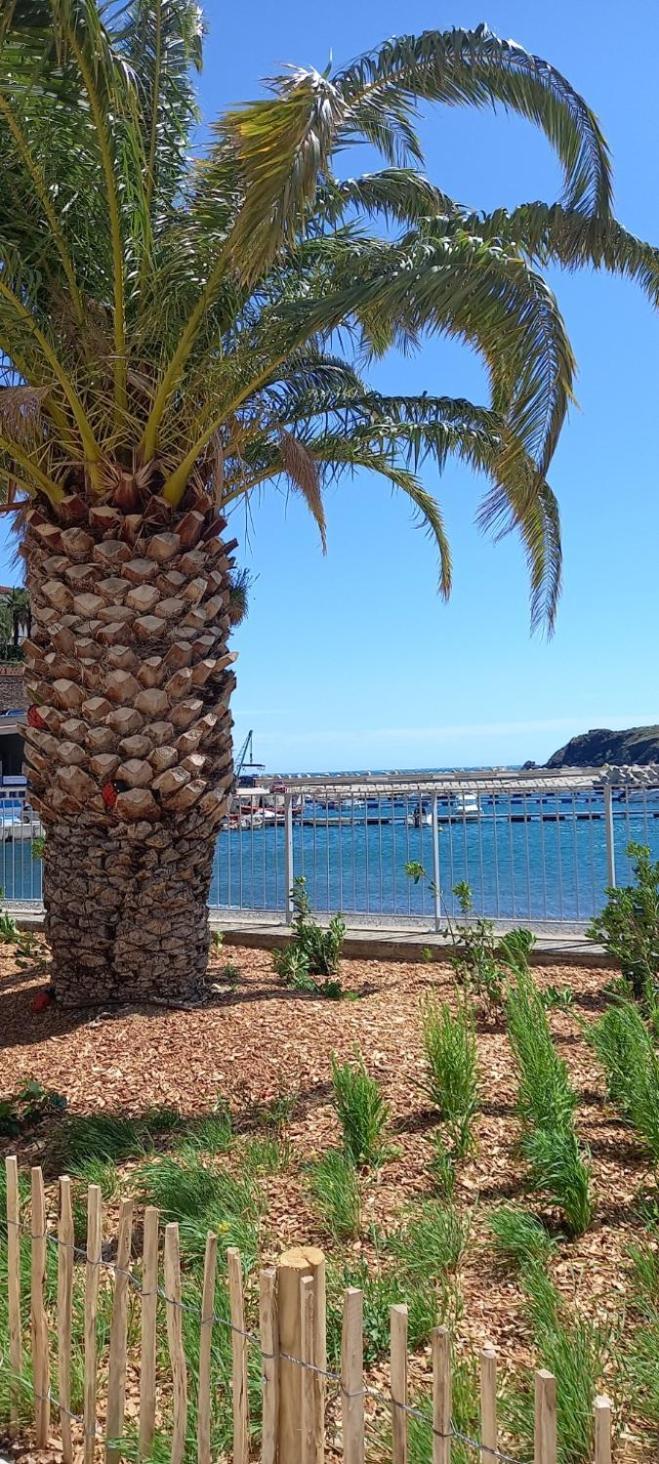 Appart F3 A 150 M De La Plage Avec Parking Prive Cerbère Екстериор снимка